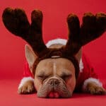cute dog dressed in santa suit and reindeer ears