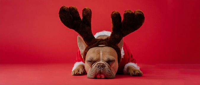 cute dog dressed in santa suit and reindeer ears