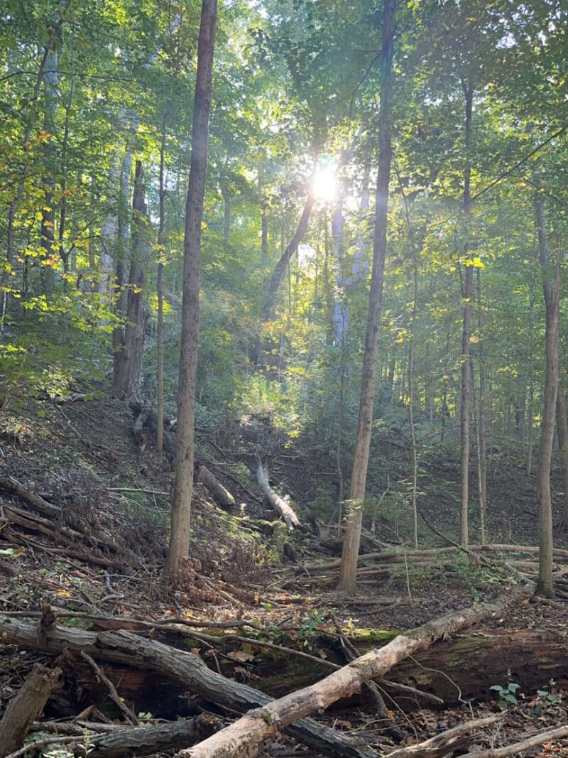 Sun shining through the trees in the woods.